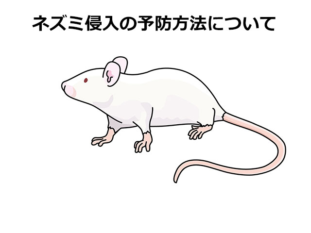ネズミ侵入の予防方法について