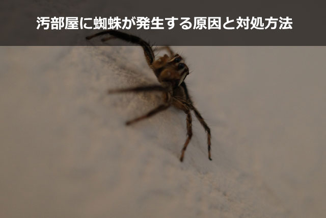 汚部屋に蜘蛛が発生する原因と対処方法について