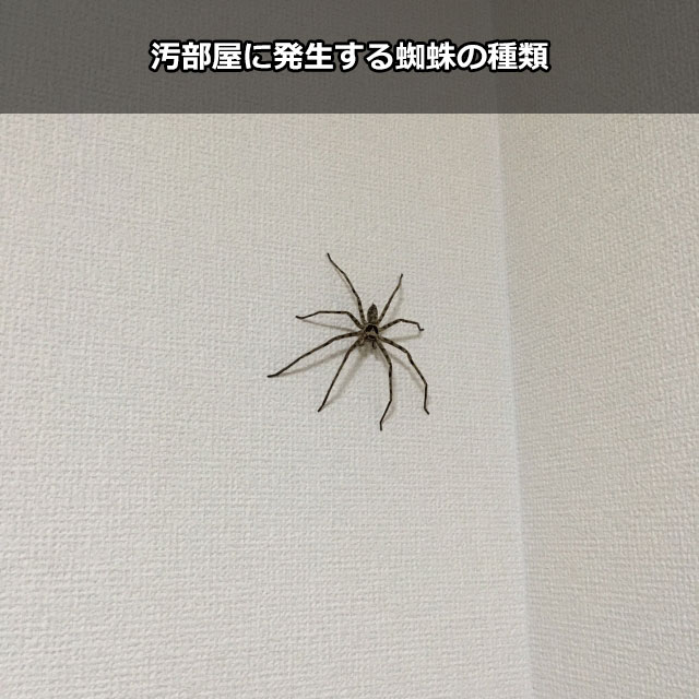 汚部屋に発生する蜘蛛の種類