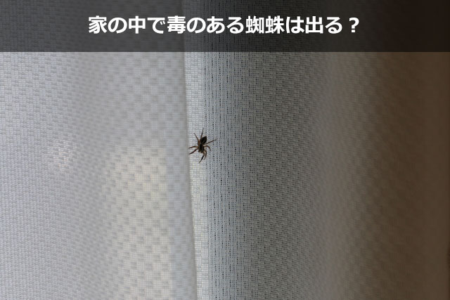 家の中で毒のある蜘蛛は出る？