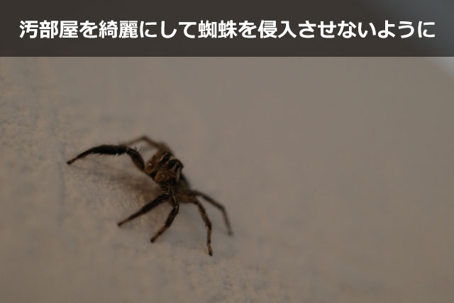汚部屋を綺麗にして蜘蛛を侵入させないようにしよう