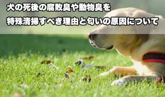 犬の死後の腐敗臭や動物臭を特殊清掃すべき理由と匂いの原因について