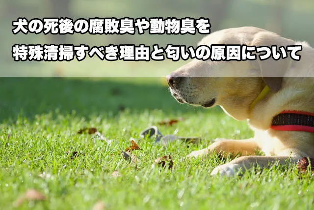 犬の死後の腐敗臭や動物臭を特殊清掃すべき理由と匂いの原因について