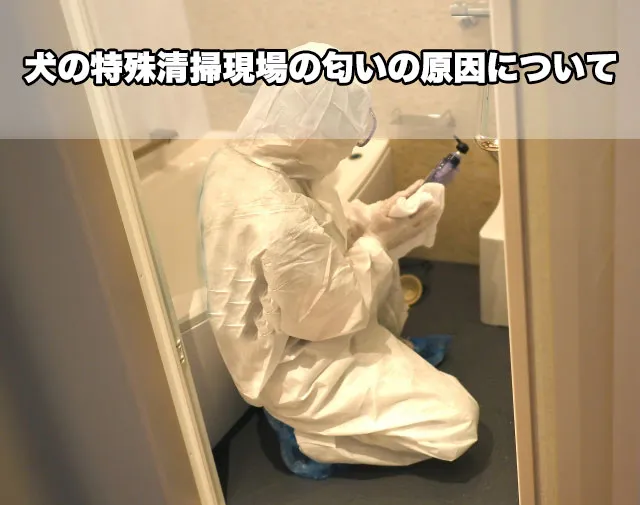 犬の特殊清掃現場の匂いの原因